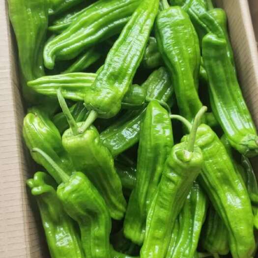 麻城市薄皮椒