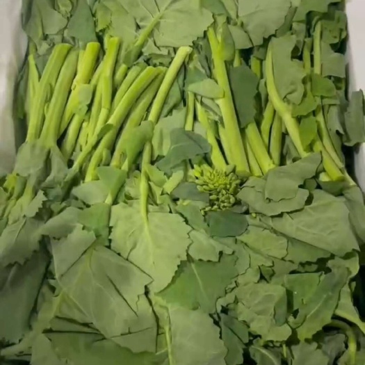 佛山菜苔