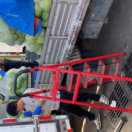 北京牛心甘蓝