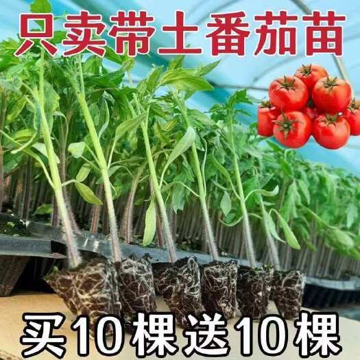 沭阳县普罗旺斯番茄苗西红柿大粉大红沙瓤盆栽阳台批发四季种植老品种苗