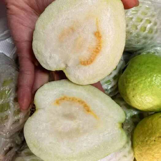 遂溪县珍珠番石榴，白心芭乐，新鲜上市，量大优惠，可咨询