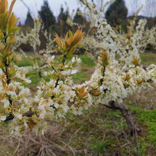 西充县五月脆 李子 四川南充大规模种植基地