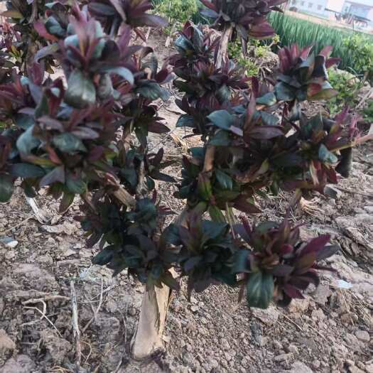 封丘县五彩红色金银花小树几颗