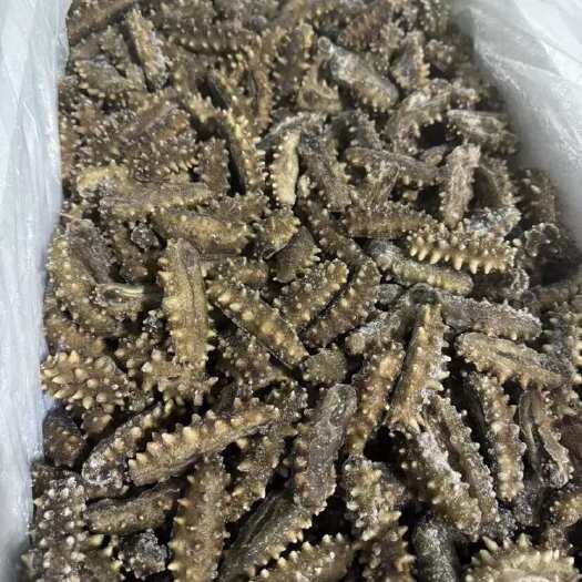 威海山东威海底播海参