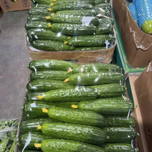 义县水黄瓜中长条。沾花。 旱黄瓜