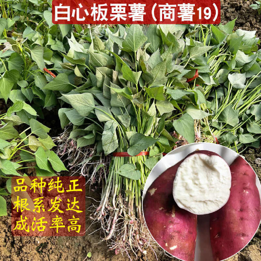 商19白心板栗薯红薯苗，粉面口感，现拔现发，自家育苗基地