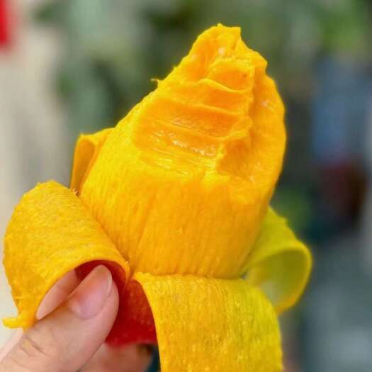 海南老树新鲜贵妃芒现摘现发当季热带水果