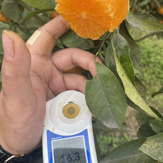 资阳沃柑，资阳沃柑，皮薄汁多，个头均匀，不干水，不霜冻