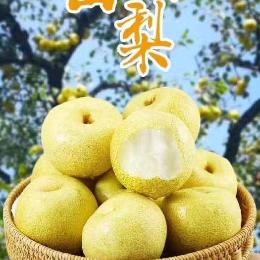 砀山县正宗砀山梨新鲜水果梨子当季水果安徽现摘脆甜多汁