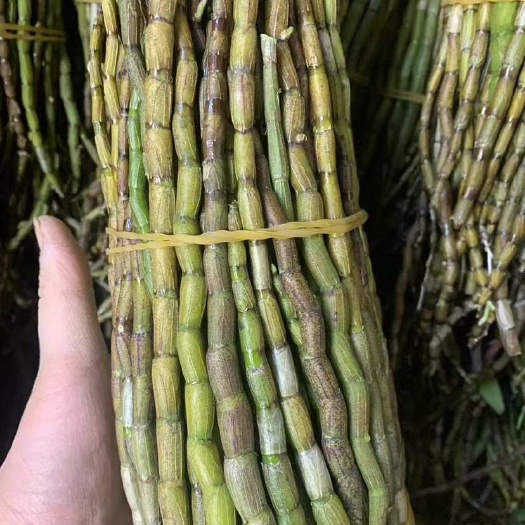 保山高品质铁皮石斛粗条，开剪，尺寸可挑