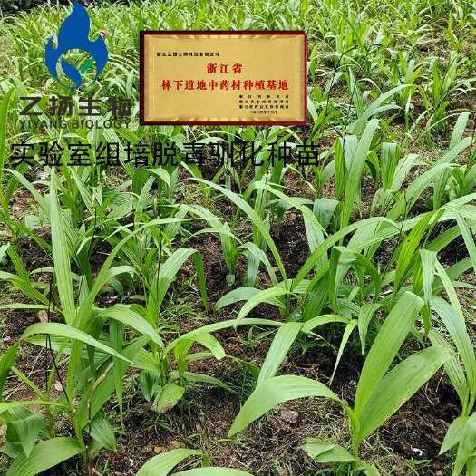 开化县白芨种苗基地脱毒驯化两年紫花三叉宽叶白及种子中草药带芽块茎