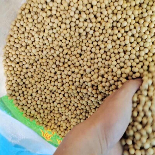 霍城县高蛋白，春播黄豆！新疆伊犁霍城产2等品非转基因国产大豆批发