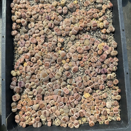 红窗菊，菊文章，生石花，屁股花，石头花