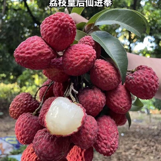 灵山县仙进奉荔枝苗产地直发