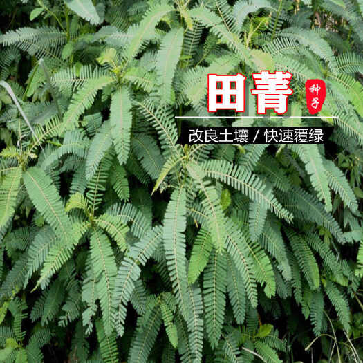 沭阳县田菁种子碱青涝豆耐涝耐旱耐盐碱田青牧草土壤改善绿肥牧草种籽