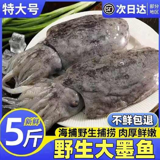 新鲜大墨鱼海捕墨鱼仔大号冷冻海鲜大乌贼墨斗鱼批发水产墨鱼