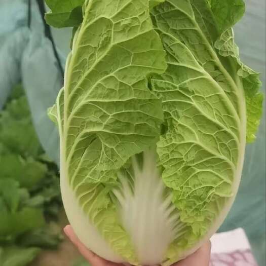 兰陵县山东临沂兰陵黄心白菜