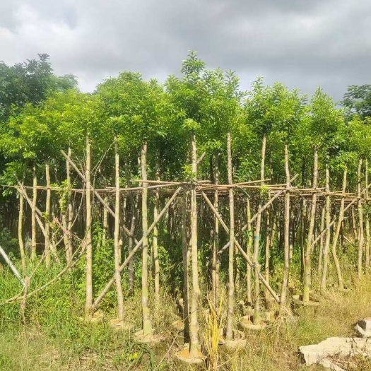 揭阳铁冬青2-15分，各种规格，大量低价出售