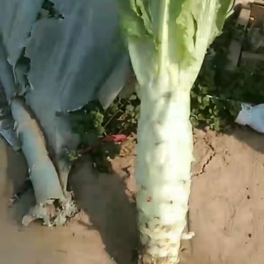 莴苣