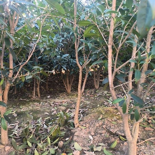 丛生低杆日香桂