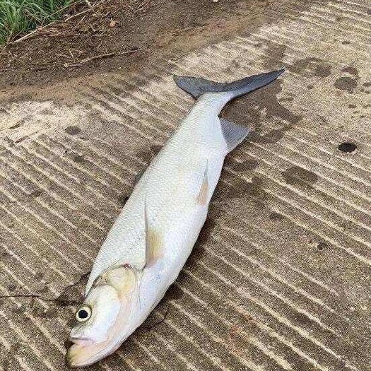 湖州翘嘴鲌鱼