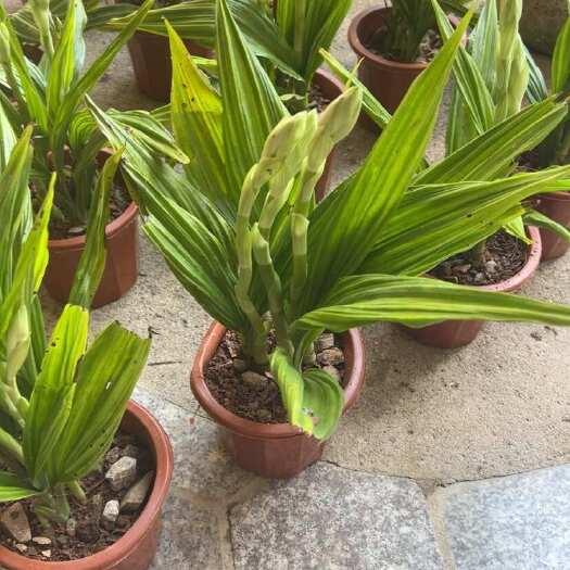 南靖县鹤顶兰，一盆3苗原盆原土发货，这个季节不带花苞