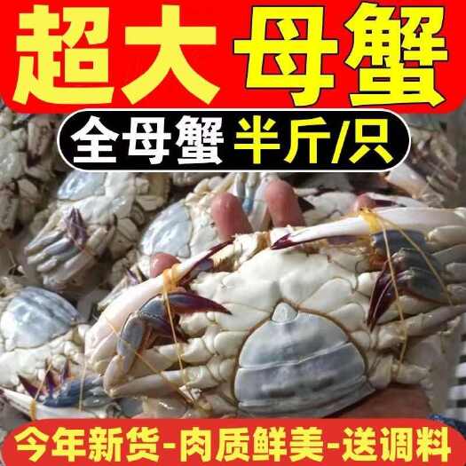 连云港远海梭子蟹  梭子蟹海蟹螃蟹