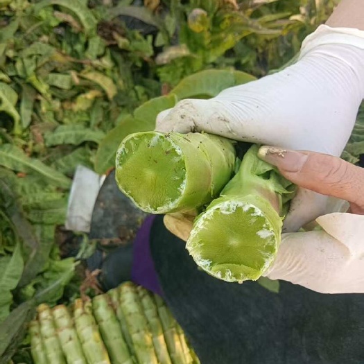 慈溪市自己种的，大量批发红叶莴笋，不空心，肉翠绿，口感好，现拔发货