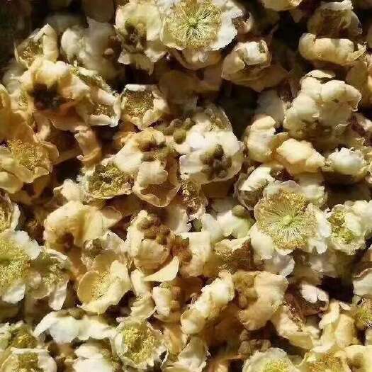 周至县猕猴桃雄花粉花粉