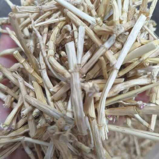 广州广州荔湾直发优质白茅根中药材天然根茎草药