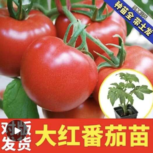 土右旗各类，应季水果蔬菜，及幼苗