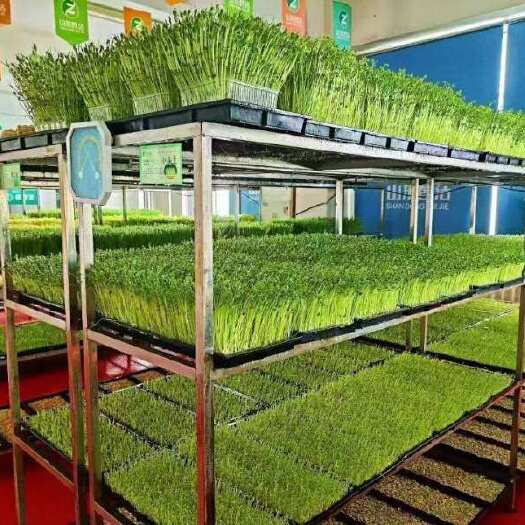 青岛有机芽苗菜豌豆苗￼纯水栽培营养价值￼