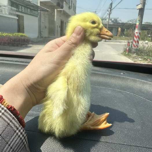 汕头特大种潮汕异色狮头鹅