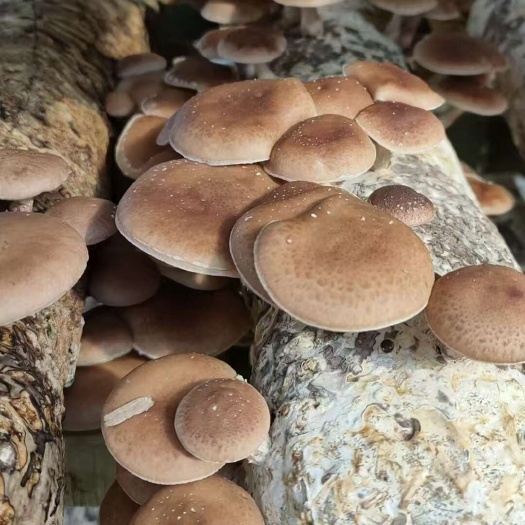 昆明野生小香菇
