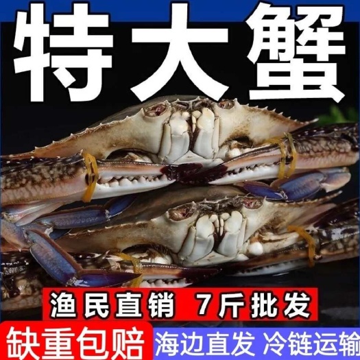 梭子蟹海蟹螃蟹飞蟹海鲜水产新鲜冷冻海鲜青蟹肉蟹梭子6-9两