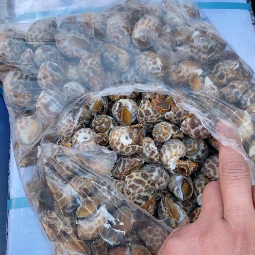 连云港花螺