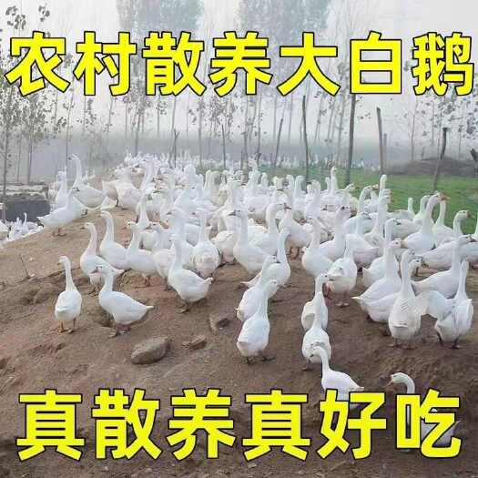 遂宁白鹅 仔鹅  老鹅 鹅肠  鹅副产品