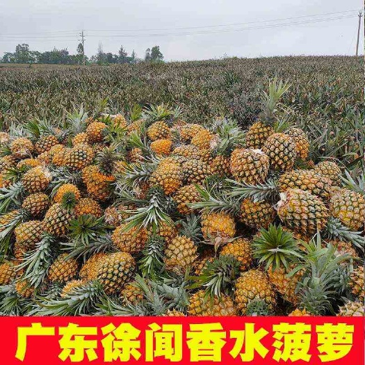 徐闻县(原产地)发货徐闻香水菠萝