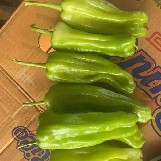徐闻县薄皮椒、苏椒、广东泡王