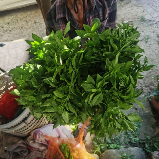 潮汕金不换新鲜九层塔金不换专用直发商用西餐冬阴功香料食用配菜