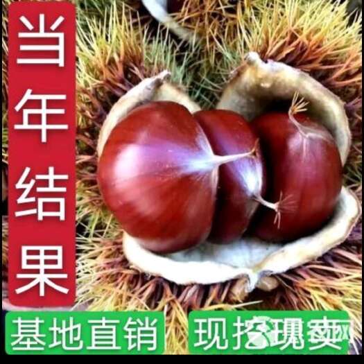 长沙板栗苗，保质保量 基地直销