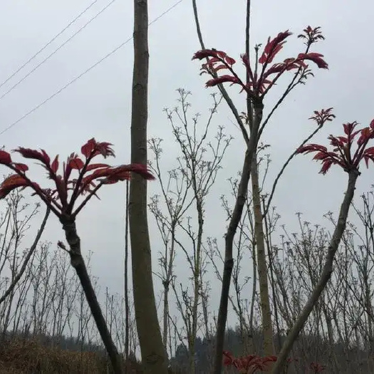 大竹县红油香椿芽