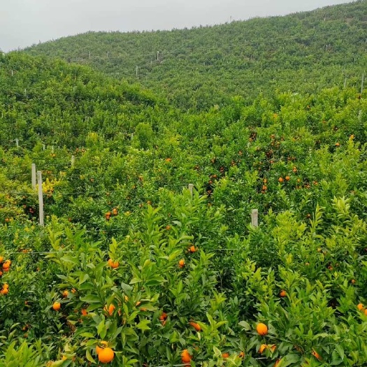 重庆市重庆江津新鲜沃柑 柑橘类水果现摘现发 批发零售