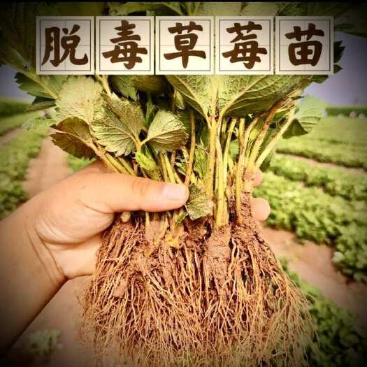 沭阳县【10000株草莓苗批发专用】2025新苗现挖红颜奶油草莓大