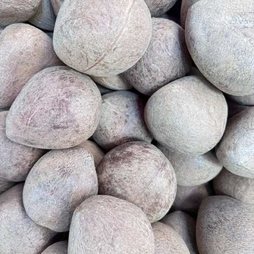 广州印度椰子 椰皇 现货批发 拿多货可商议