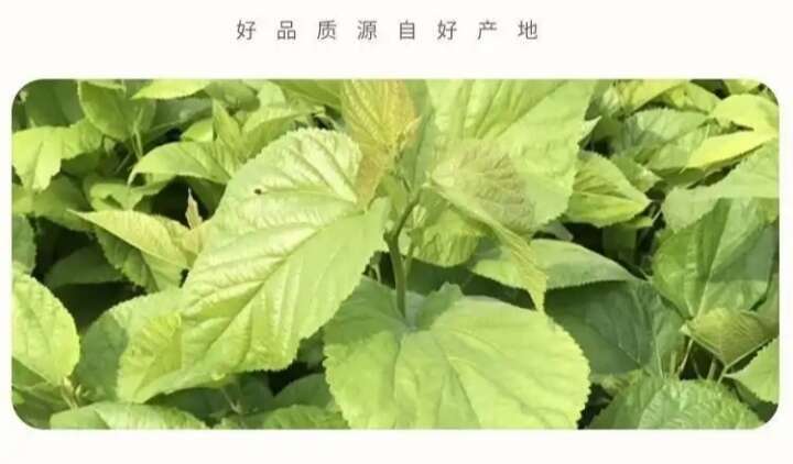 会同县高蛋白饲料桑叶