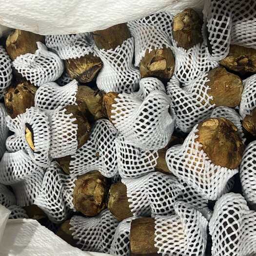 广州黑牛肝菌