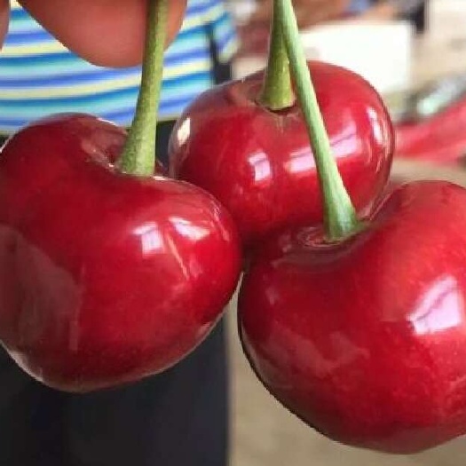 樱桃