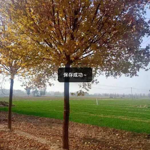 冠县山东聊城优质元宝枫苗木基地直销，清地，数量1000先来先选