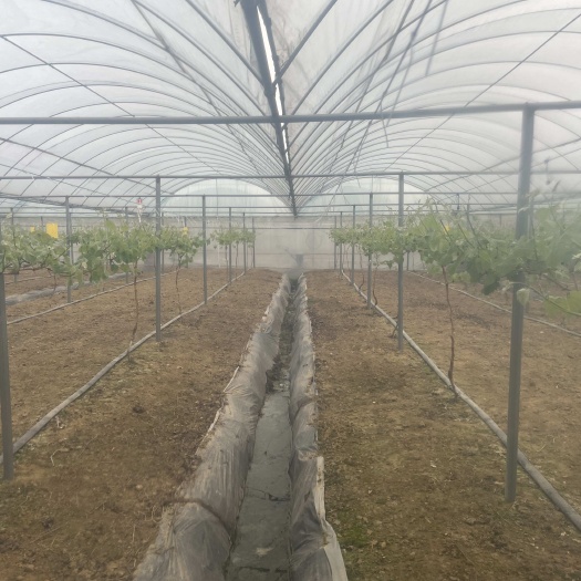 邛崃市20亩阳光玫瑰葡萄新苗新园子新地第一年产果，质量好上市早！